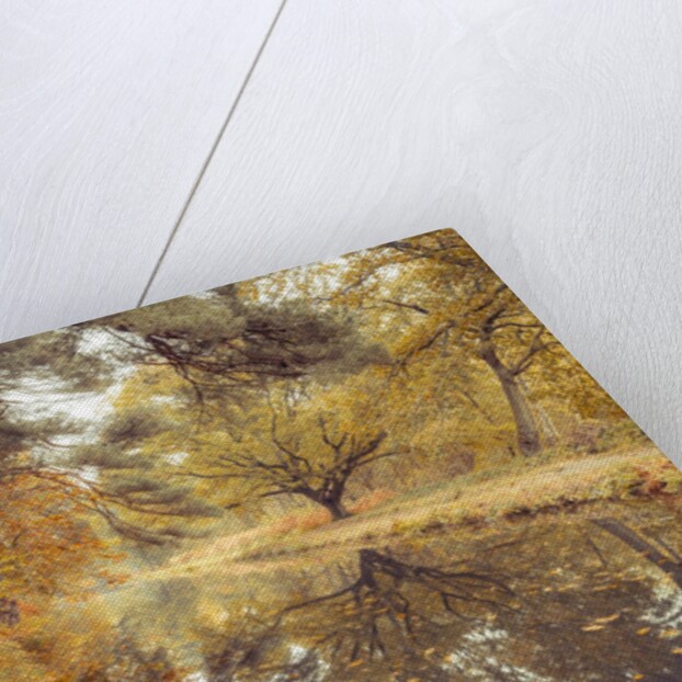 Canal through forest by Assaf Frank